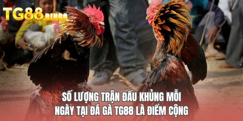 Số lượng trận đấu khủng mỗi ngày tại đá gà TG88 là điểm cộng